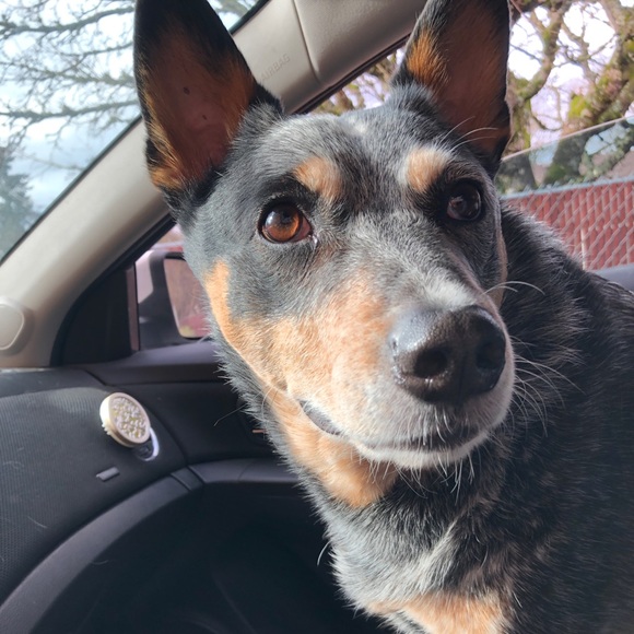 Meet your Posher, Meagan - Picture 1 of 1